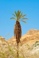 solitario palma albero su il pendenza di il montagna deserto foto