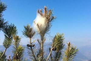 processionaria ragno ragnatela tossico per impianti e uomini foto