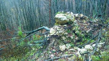 radicato pianta a partire dal alluvione foto