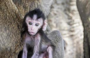 ritratto bambino scimmia è con madre scimmia. foto