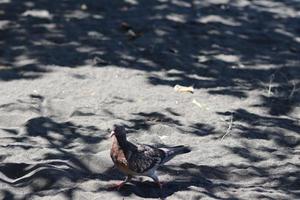 Visualizza di Marrone colombe godendo a piedi su il sabbia di banyuwangi cacalan spiaggia foto