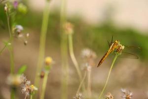 libellula sospeso su un' albero ramo foto