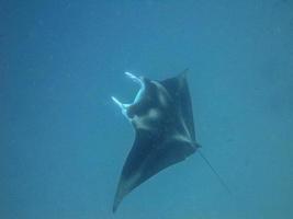 vicino su di un' manta raggio via il costa di palau foto