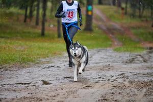 corsa di canicross di cani da pastore foto