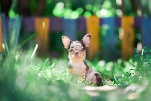 cucciolo di chihuahua, cagnolino in giardino foto