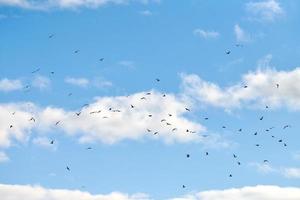 uccelli gabbiani che volano nel cielo blu con soffici nuvole bianche foto