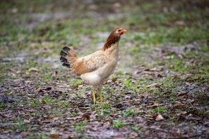 giovane gallina su il azienda agricola foto