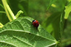 coccinella seduta su foglia con acqua gocce foto