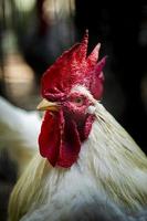 vicino su testa di maschio Gallo nel rurale azienda agricola foto