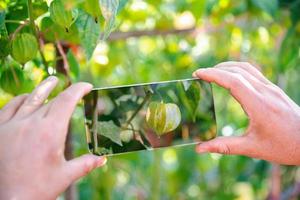 capo uva spina su albero. piccolo frutta ha un' unico odore e gusto. capo uva spina è un' pianta appartenente per il melanzana famiglia. ricco nel nutrienti e vitamine. esso cresce bene nel caldo clima le zone. foto