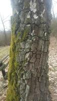 foresta muschio su il albero foto