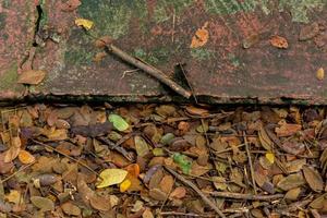 vicino su di caduto le foglie su il terra. morto le foglie accanto cemento calcestruzzo. autunno autunno le foglie. foto