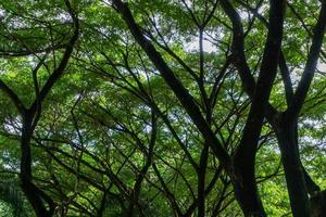 Basso angolo Visualizza di denso albero. pieno telaio tiro di un' albero. albero rami foto