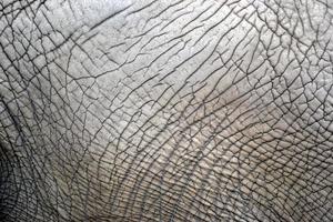 elefante pelle - struttura, modello foto