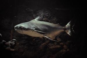 pangasianodon ipotalmo - grigio squalo, buio sfondo foto