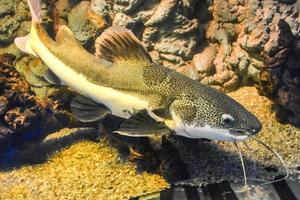 frattocefalo emioliopterus - grigio, macchiato, coda rossa pesce gatto foto