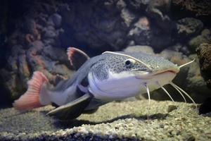 frattocefalo emioliopterus - grigio, macchiato, coda rossa pesce gatto foto