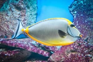 Naso codolo - tropicale grigio e giallo pesce foto