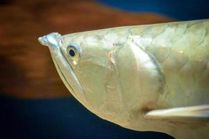 arowana pesce - avvicinamento su viso foto