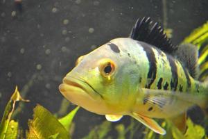 piranha pesce - pygocentrus piraya foto