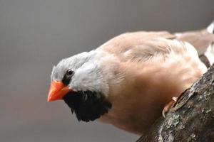 uccello seduto su un ramo foto