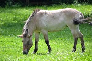 polacco konik - cavallo mangia erba foto