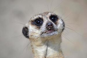 meerkat - testa, avvicinamento foto