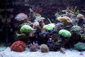 anemone e Naso codolo pesce nuoto nel acquario con corallo scogliera foto