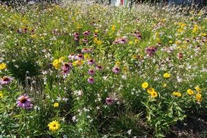 fiore prato - viola e giallo fiori foto