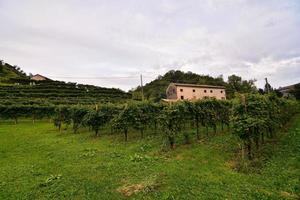 vigneto paesaggio a Roma nel Italia foto