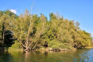 Visualizza di panoramico boschi e fiume foto