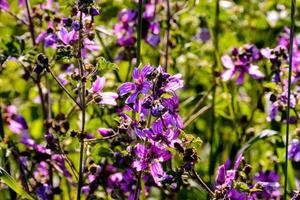 bellissimo fiori avvicinamento foto