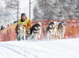 kamchatka, Russia- 10 giugno 2021 - in esecuzione cane slitta squadra kamchatka musher foto