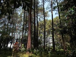 Visualizza nel il foresta foto