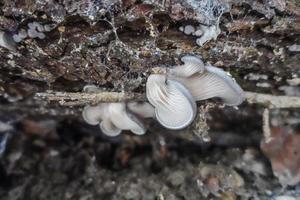 lotto di poco bambino fresco ostrica fungo su un' albero tronco foto