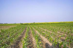 verde Mais campo cavolo nel crescita a agricolo campo con blu cielo , agricoltura concetto foto