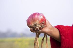 rosso cipolla o scalogno per vendita nel il mercato, bangladesh. selettivo messa a fuoco foto