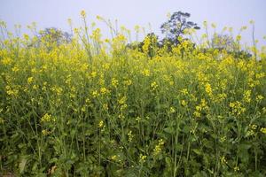 giallo colza fiori nel il campo con blu cielo. selettivo messa a fuoco naturale paesaggio Visualizza foto