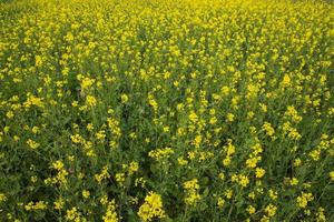 fioritura giallo colza fiori nel il campo. può essere Usato come un' floreale struttura sfondo foto