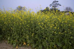 giallo colza fiori nel il campo con blu cielo. selettivo messa a fuoco naturale paesaggio Visualizza foto