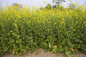 giallo colza fiori nel il campo con blu cielo. selettivo messa a fuoco naturale paesaggio Visualizza foto