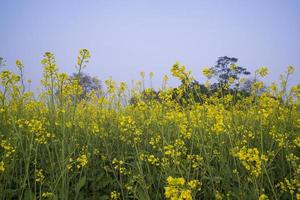 giallo colza fiori nel il campo con blu cielo. selettivo messa a fuoco naturale paesaggio Visualizza foto