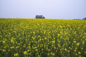 giallo colza fiori nel il campo con blu cielo. selettivo messa a fuoco naturale paesaggio Visualizza foto