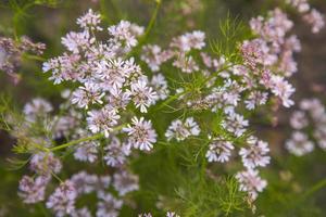 avvicinamento messa a fuoco bianca fioritura coriandolo fiori con verde sfocato sfondo foto