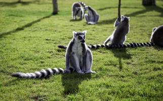 selvaggio lemuri nel il selvaggio foto