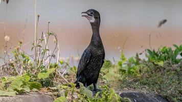 poco cormorano, giavanese cormorano In piedi su il campo foto