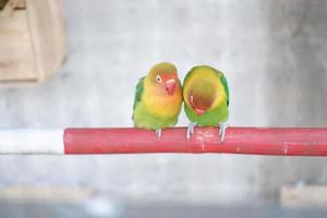 carino e adorabile poco uccello foto