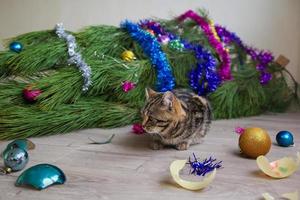 il gatto pieno su il Natale albero per il nuovo anno. Natale albero giocattoli erano rotte. foto