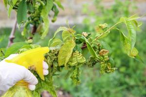 pesca le foglie siamo influenzato di fungo Riccio pesca le foglie. spruzzatura il giardino a partire dal malattie e parassiti. foto