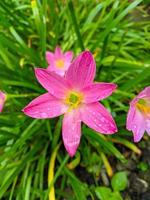 il rosa pioggia giglio è un' specie di pianta di il genere zephyranthes o pioggia giglio nativo per Perù e Colombia. foto